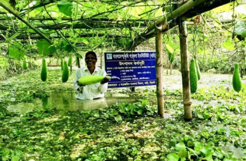 মৌলভীবাজারে পতিত জমিতে লাউ চাষে কৃষকের মুখে হাসি