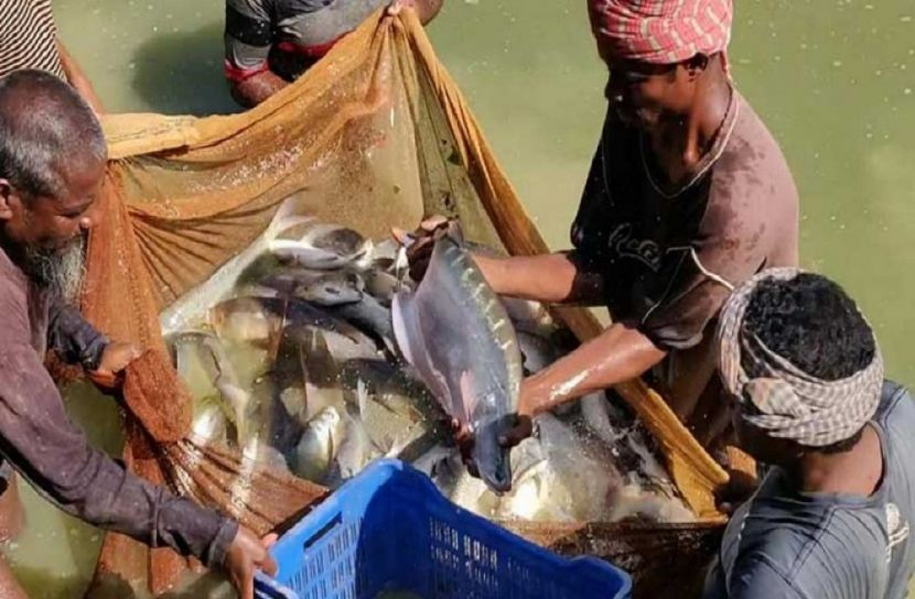 পুকুরে চিতল মাছ চাষ করে স্বাবলম্বী