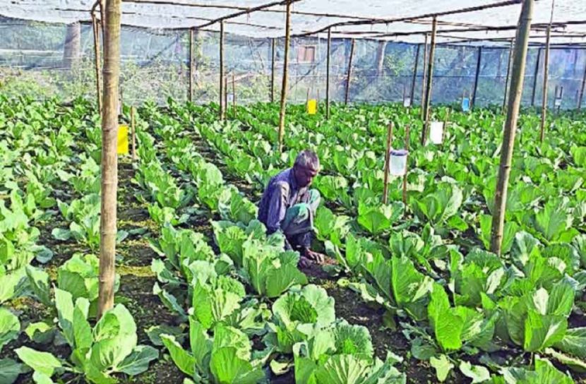 অর্গানিক পদ্ধতিতে বিষমুক্ত সবজি চাষে মডেল ত্রিশাল