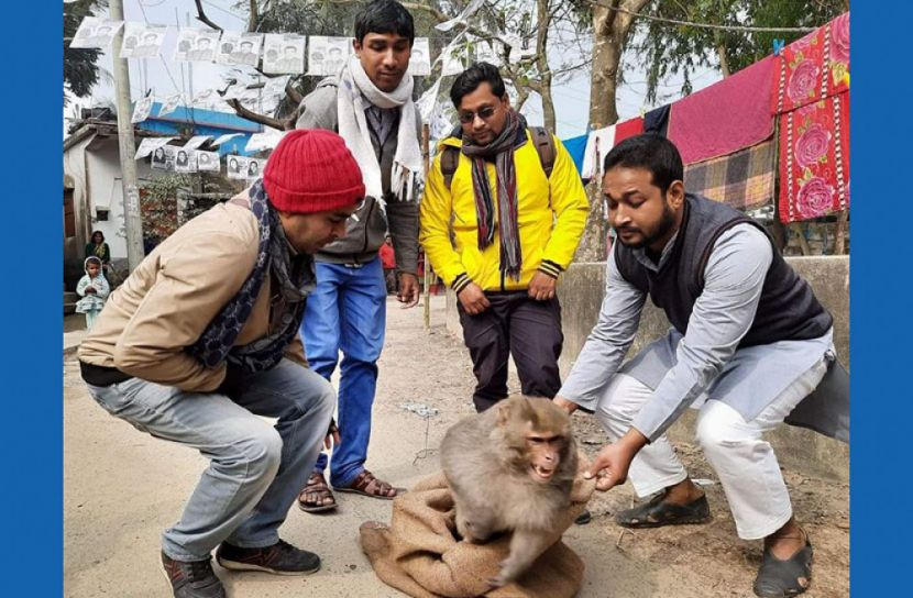 হটলাইনে ফোন, দলছুট বানরের জীবন রক্ষা