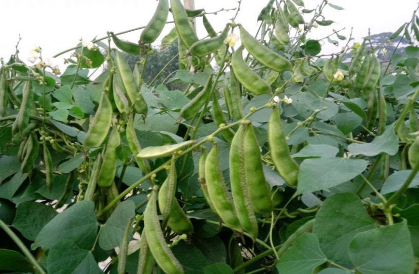 শিমের যত উপকারিতা