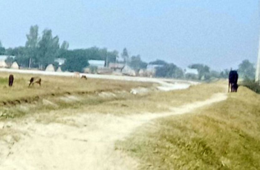 একটি সড়ক পাল্টে দিতে পারে পদ্মা পাড়ের জীবন 