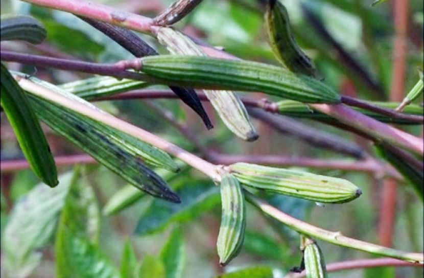 ফরিদপুরে পাট বীজের ভালো ফলনে চাষিদের মুখে হাসি