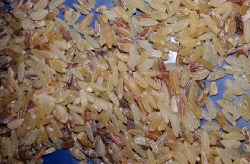 ওএমএস ডিলারের বিরুদ্ধে নষ্ট চাল সরবরাহের অভিযোগ