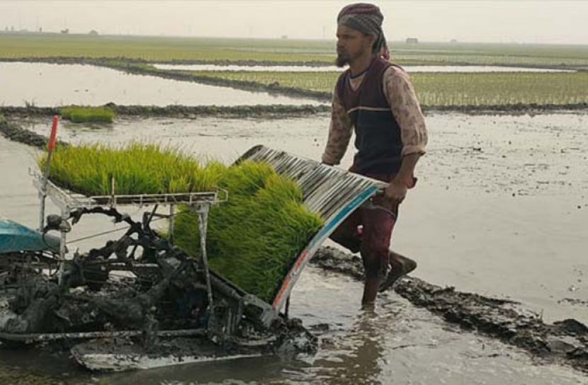 ঘণ্টায় এক বিঘা জমিতে ধান রোপণ রাইস ট্রান্সপ্ল্যান্টারে