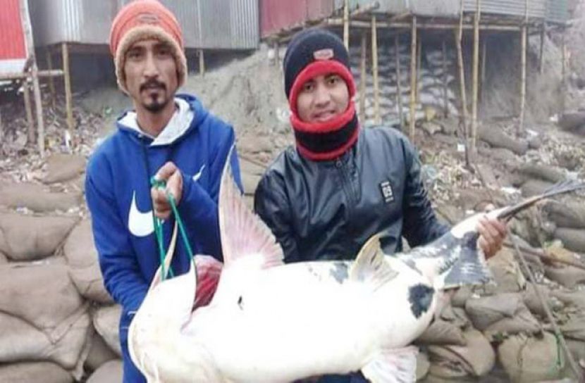 ২০ কেজি ওজনের বাঘাইড় 