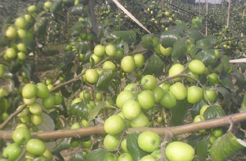 কুলের যত স্বাস্থ্য উপকারিতা