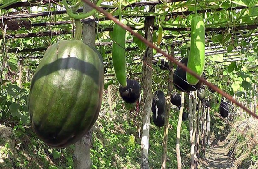 ঝালকাঠির ৩৬ গ্রামে নারীদের সবজি বিপ্লব
