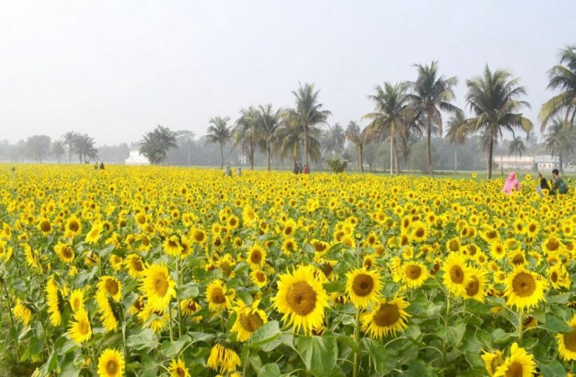 পাবনায় সূর্যমুখীর গালিচা