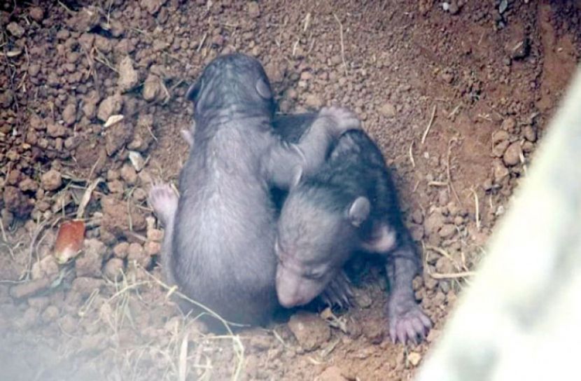 বঙ্গবন্ধু সাফারি পার্কে আরও দুটি ভল্লুক ছানা