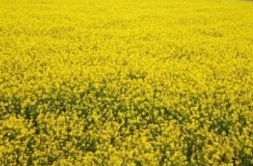 বিস্তীর্ণ ফসলের মাঠজুড়ে হলুদের সমুদ্র