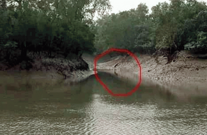 সুন্দরবনে বাঘের আক্রমণে দুই বনজীবী নিহত