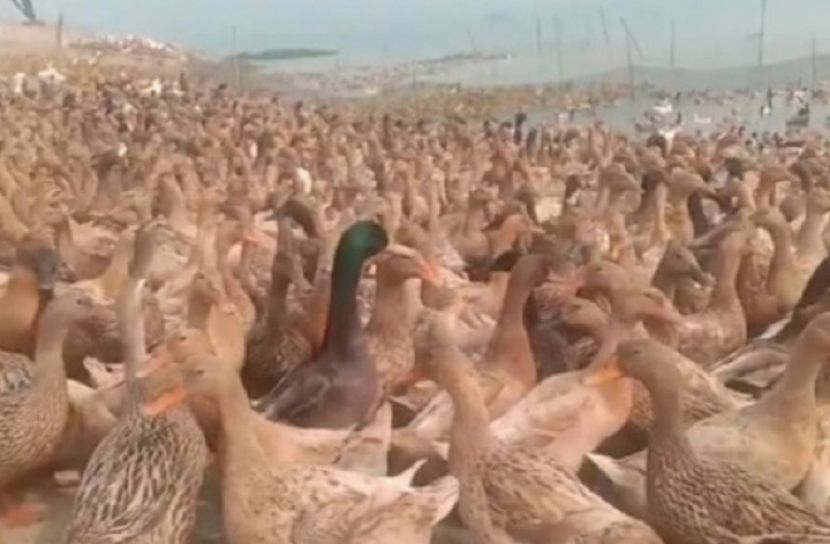 ব্রাহ্মণবাড়িয়ায় হাঁস পালন করে স্বাবলম্বী খামারিরা