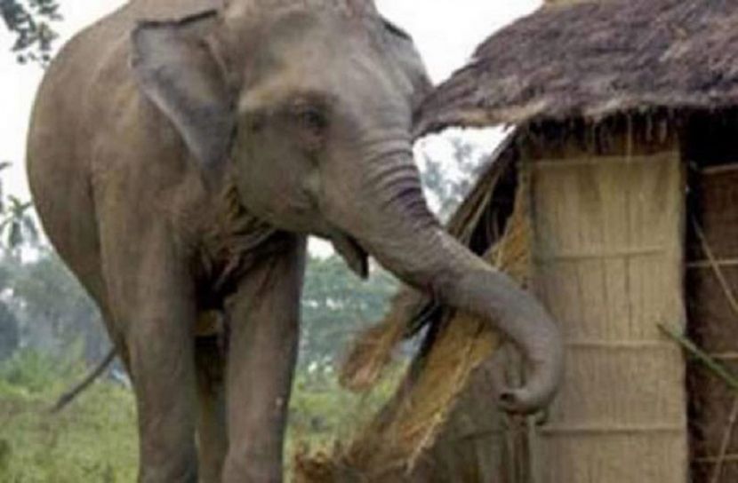 বান্দরবানে বন্যহাতির তাণ্ডবে ২ কিশোরের মৃত্যু