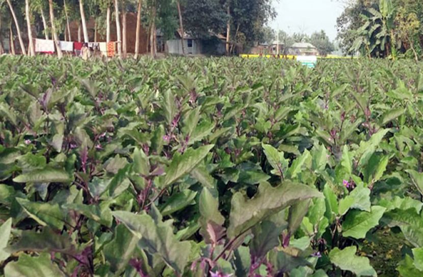 তিস্তা চরের বেগুন যাচ্ছে দেশের বিভিন্ন জেলায়