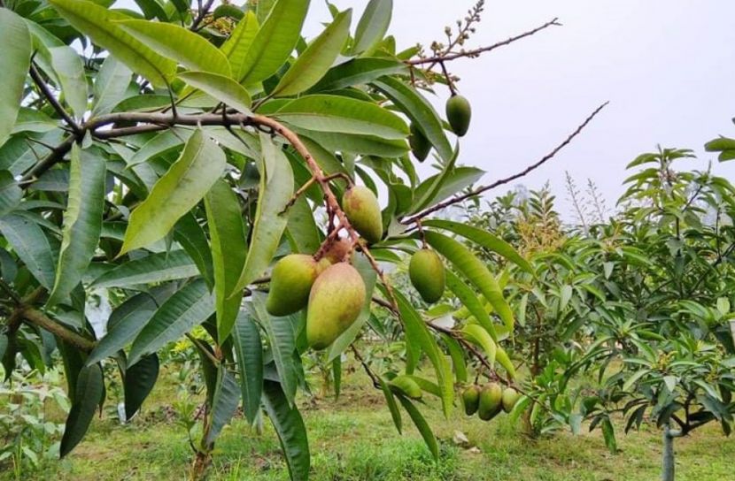 বারোমাসি আমে তিন বন্ধুর স্বপ্ন জয়     