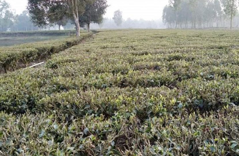 পঞ্চগড়ে চা উৎপাদনে সর্বোচ্চ রেকর্ড