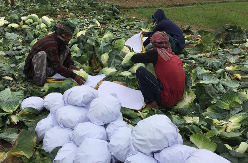 মেহেরপুরের বাঁধাকপি যাচ্ছে বিদেশেও