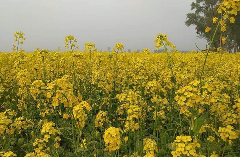 নির্ভেজাল মধু সংগ্রহে ব্যস্ত মৌচাষিরা