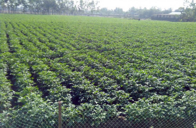 সৈয়দপুরে আলুর বাম্পার ফলনের সম্ভাবনা 