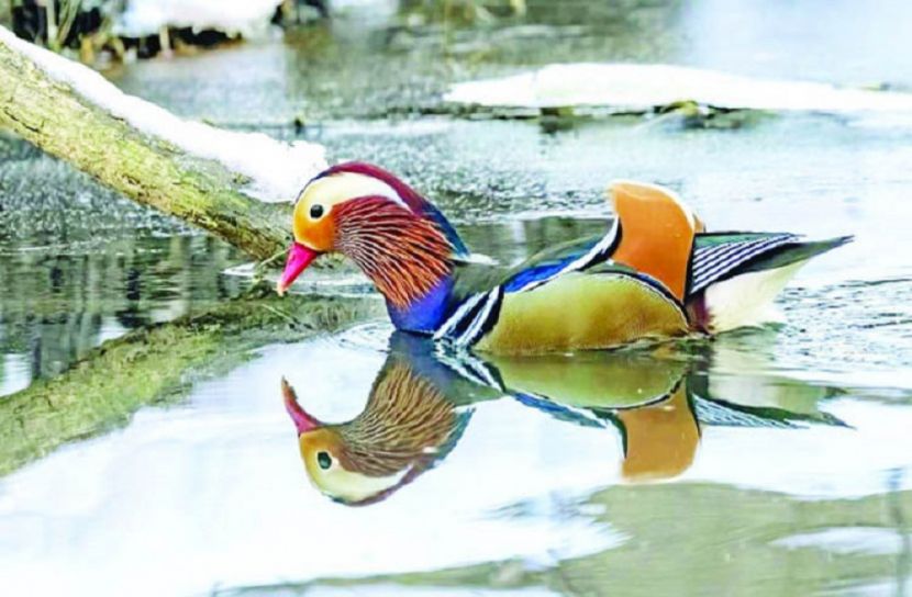 মান্দারিন হাঁস