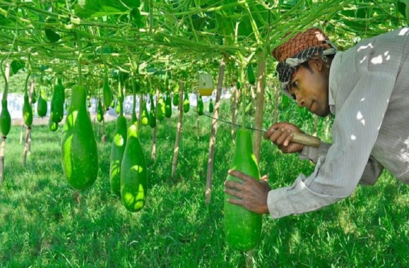 রাজশাহীর বরেন্দ্র অঞ্চলে সবজি চাষে বিপ্লব