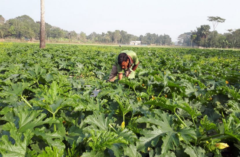 বিদেশি সবজি স্কোয়াশ চাষ করছেন মাসুদ পারভেজ