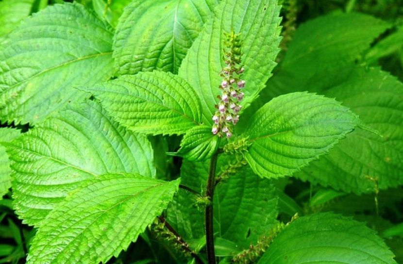 ভোজ্যতেলের চাহিদা মেটাতে নতুন সম্ভাবনা পেরিলা