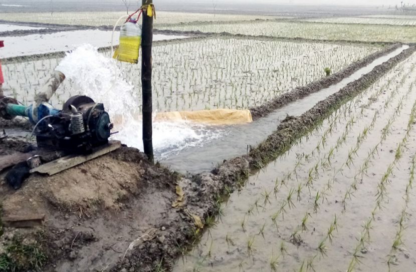 নরসিংদীতে বোরো চাষের লক্ষ্যমাত্রা নির্ধারণ 