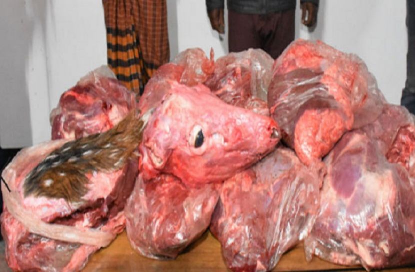 সুন্দরবনে হরিণ শিকারের মহোৎসব