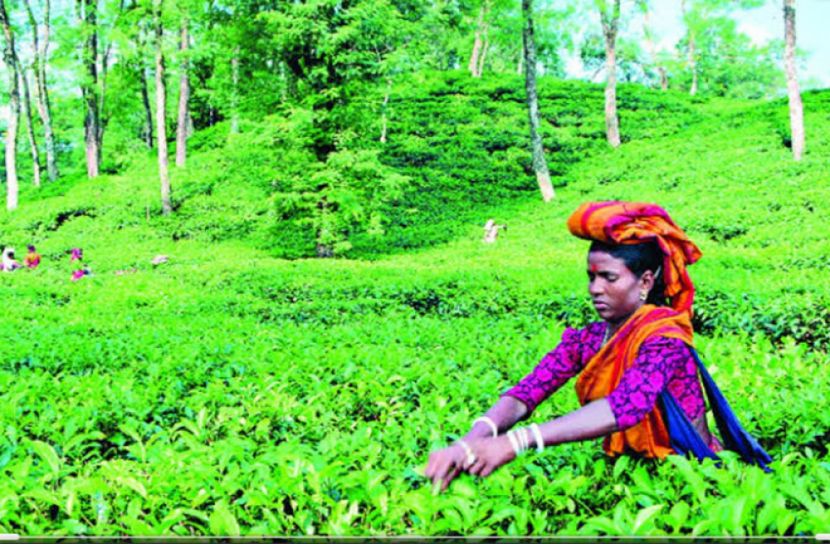 পঞ্চগড়ে ১ কোটি কেজি চা উৎপাদনের সর্বোচ্চ রেকর্ড