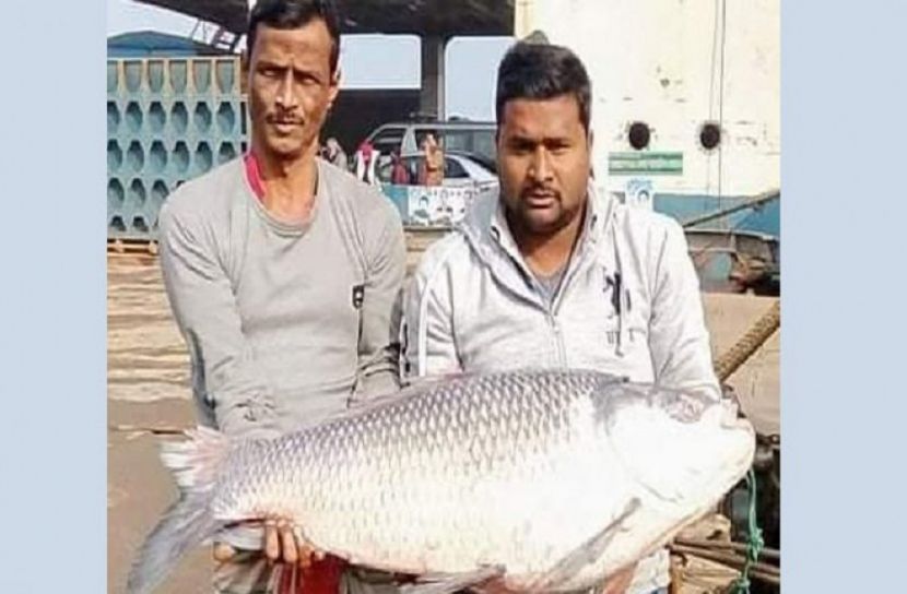 এক কাতলা মাছের দাম ২৬ হাজার টাকা