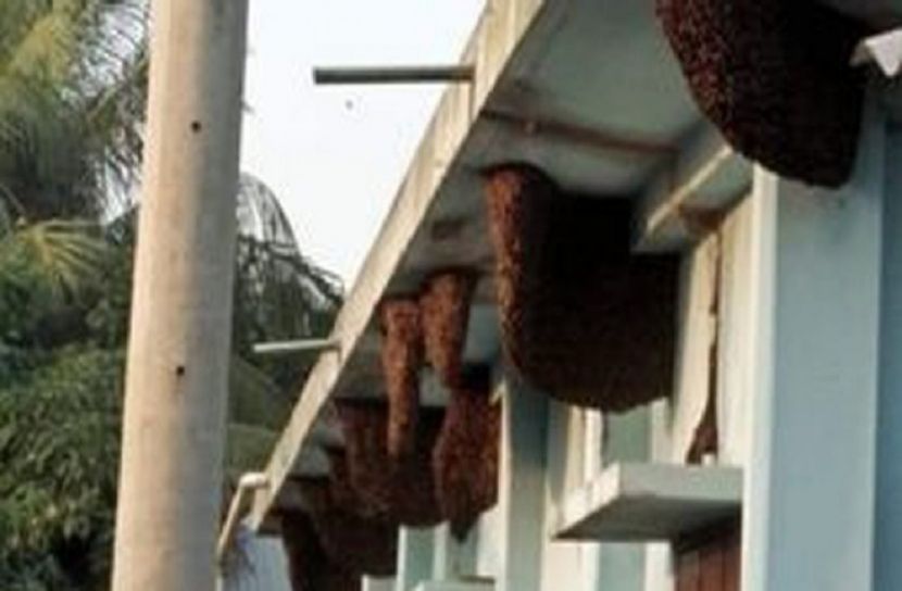 ৪ বাড়িতে ৪০ মৌচাক