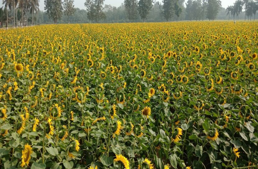 মেহেরপুরে রবিশষ্যে নতুনমাত্রা যোগ করেছে সূর্যমুখী