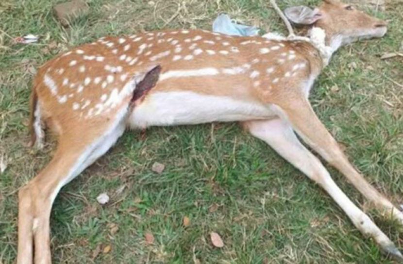 বাগান থেকে চিত্রা হরিণ উদ্ধার