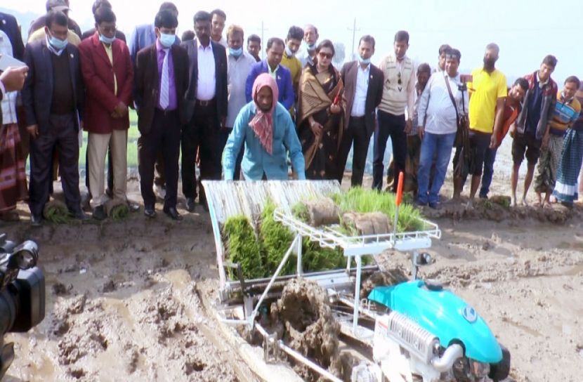 মেহেরপুরে প্রথম রাইস ট্রান্সপ্লান্টার দিয়ে ধান রোপণ শুরু 