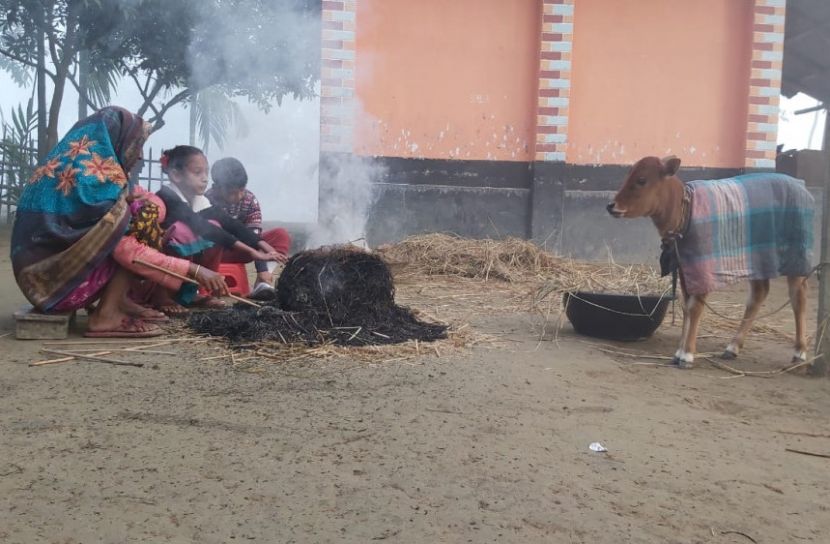 শীতে মানুষের সঙ্গে কাঁপছে গবাদি পশুও