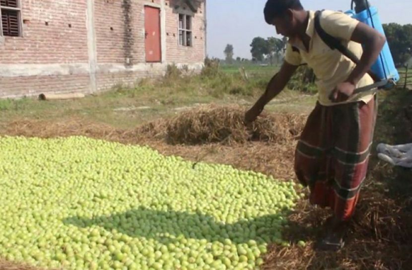 মেহেরপুরে কেমিকেল দিয়ে পাকানো হচ্ছে টমেটো