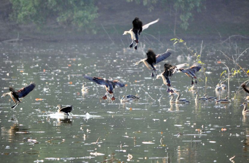 পরিযায়ী পাখিদের কুজনে মুখর আলতাদিঘী