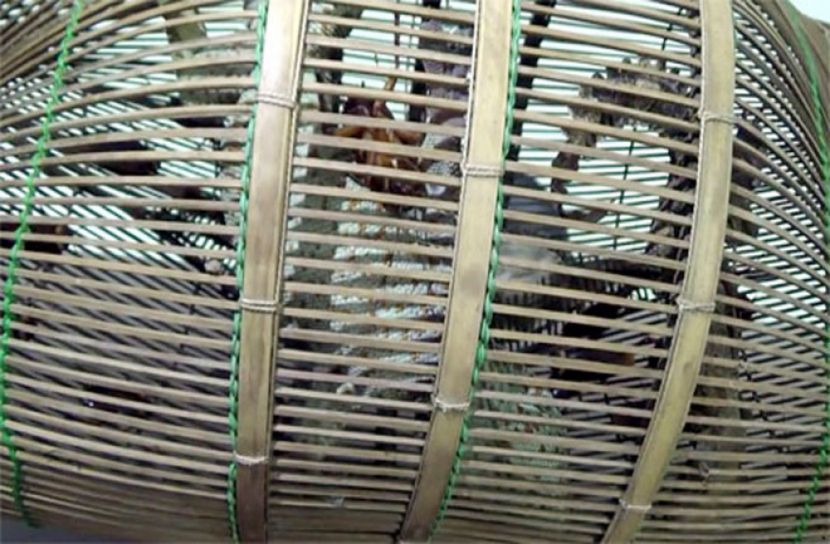 ৩টি তক্ষকসহ গ্রেফতার ১