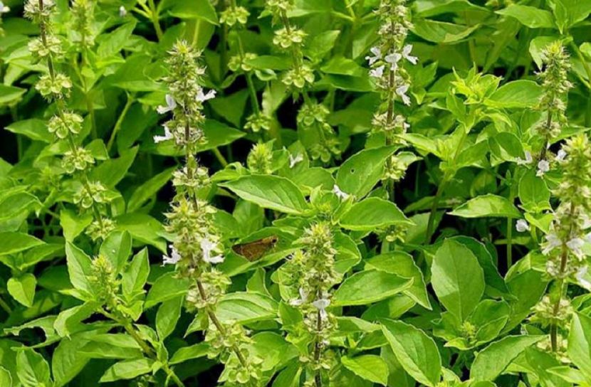 কিডনির পাথর অপসারনে তুলসি পাতা