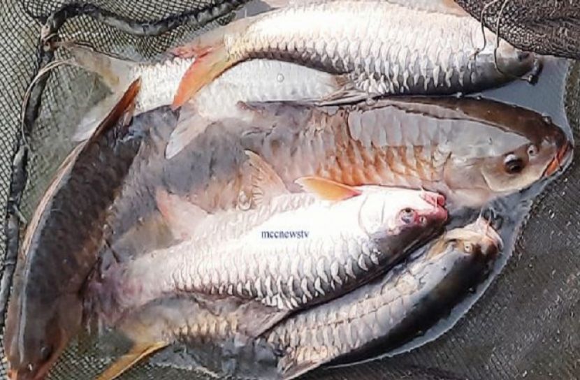 ময়মনসিংহে বিপন্ন মহাশোলের কৃত্রিম প্রজনন