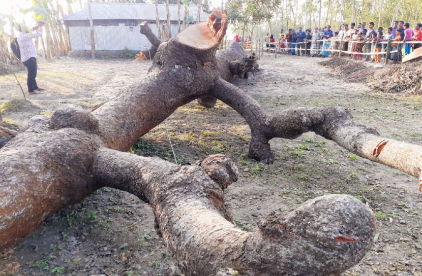 শতবর্ষী সরকারি গাছ বিক্রি করলো গ্রাম পুলিশ