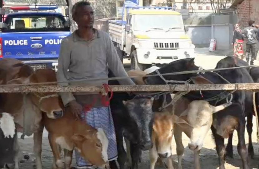 ডাকাতি হওয়া ১০ গরু মানিকগঞ্জ থেকে উদ্ধার 