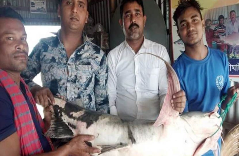 ৩০ কেজির বাঘাইড়, দাম ৩৯ হাজার টাকা!