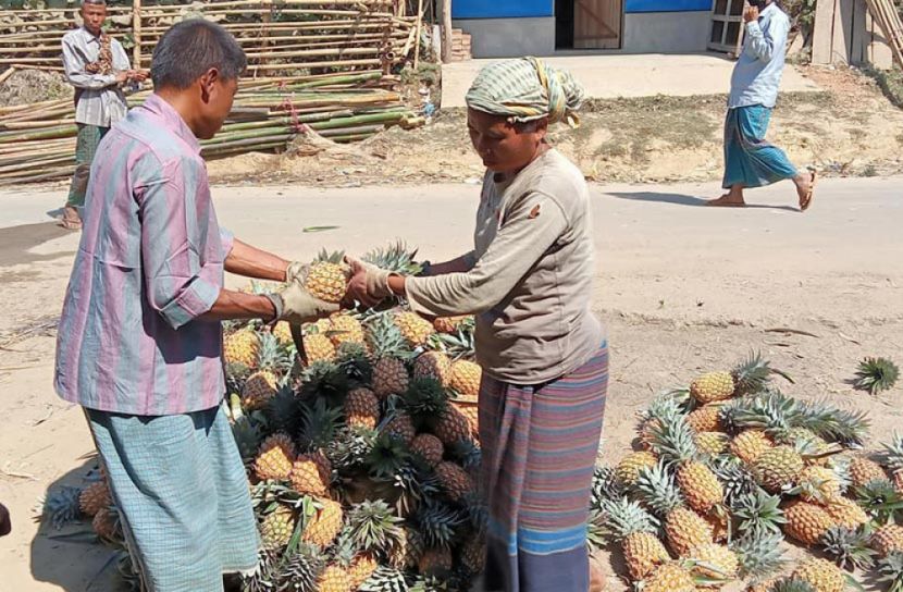 রাঙামাটিতে আগাম আনারসের বাম্পার ফলন