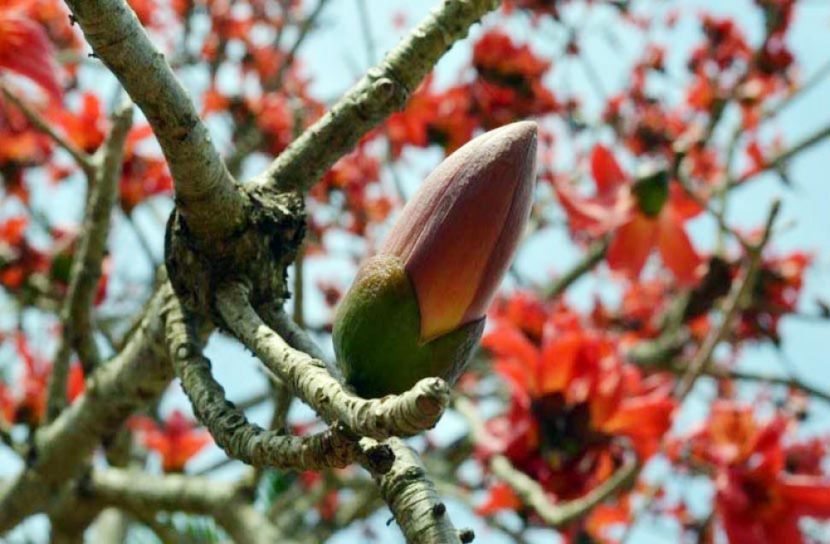 ঋতুরাজ বসন্তের বার্তা বয়ে আনে শিমুল ফুল
