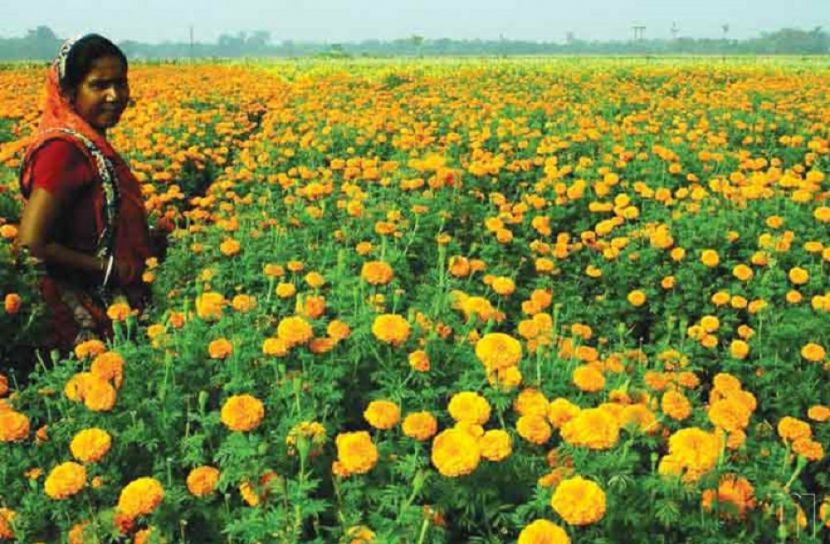 সুদিনের স্বপ্ন দেখছে যশোরের ফুলচাষীরা