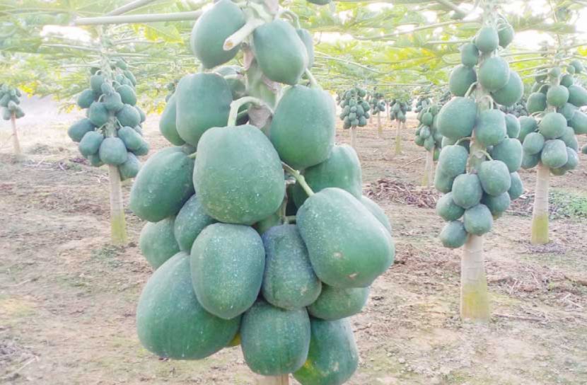 ছবি : এম.কামাল উদ্দিন