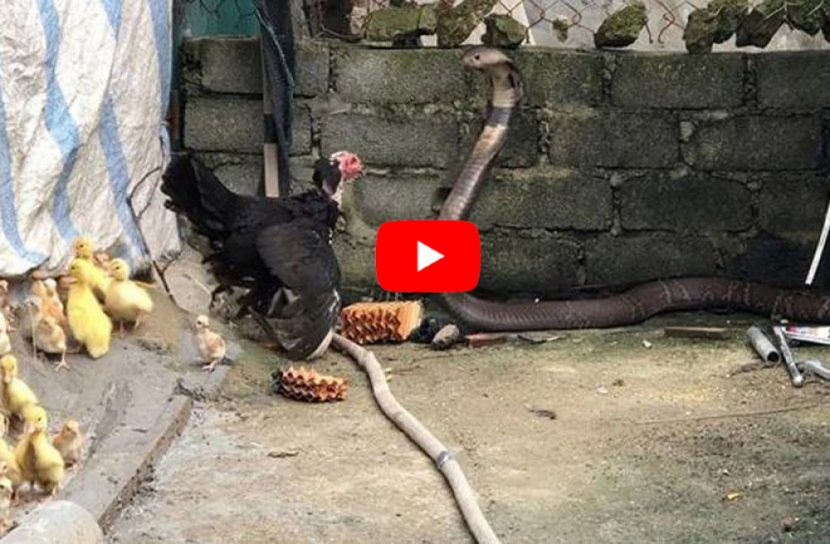 বিষধর সাপের সঙ্গে মা মুরগির মহাযুদ্ধ! (ভিডিও)